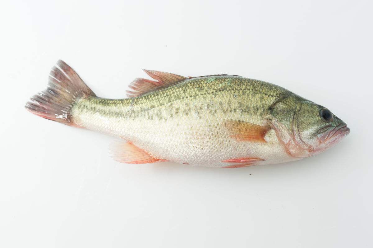 鱸魚